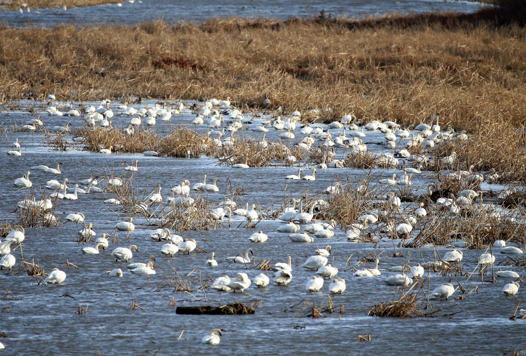 Tundra swan migration